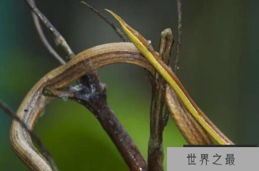 马达加斯加叶鼻蛇