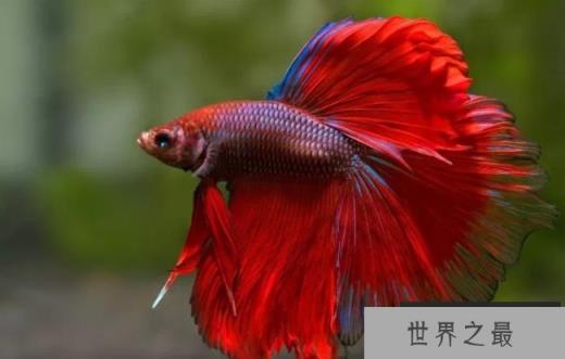 暹罗斗鱼非常有攻击性，而且有很强的领地意识