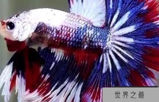 它们有美丽而不同的尾巴形状