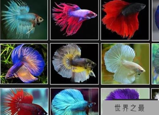 颜色鲜艳的暹罗斗鱼是有选择性繁殖的结果