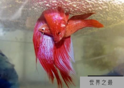 雄鱼会照顾到小暹罗斗鱼