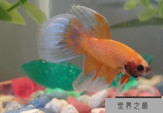 野生斗鱼VS家庭斗鱼