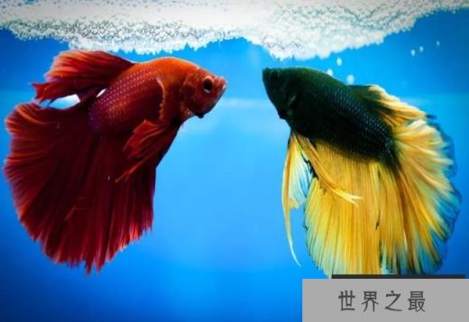 暹罗斗鱼可以活9年