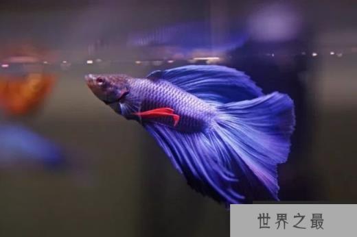 暹罗斗鱼太聪明了