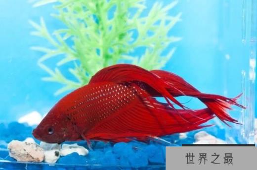 它们也会遭受便秘