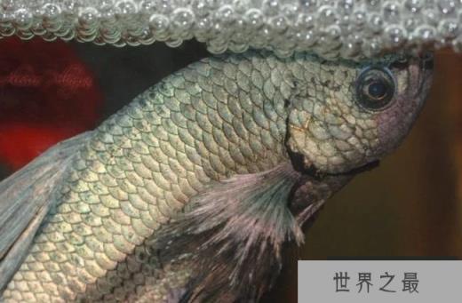 斗鱼会做泡泡窝来保护蛋