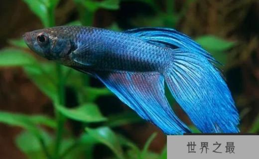 暹罗斗鱼可以呼吸空气，在没有水的情况下生存