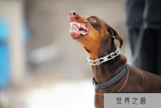 杜宾犬
