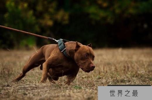 比特犬