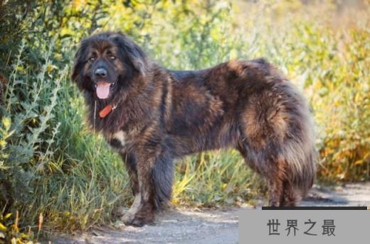 高加索牧羊犬
