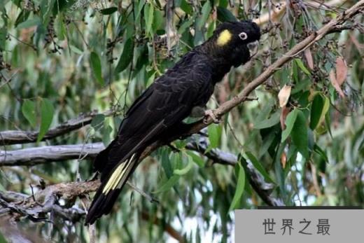 黄尾黑凤头鹦鹉