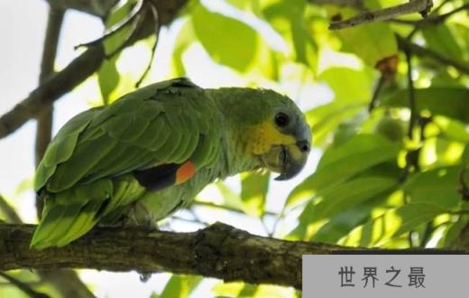 橙翅亚马逊鹦鹉