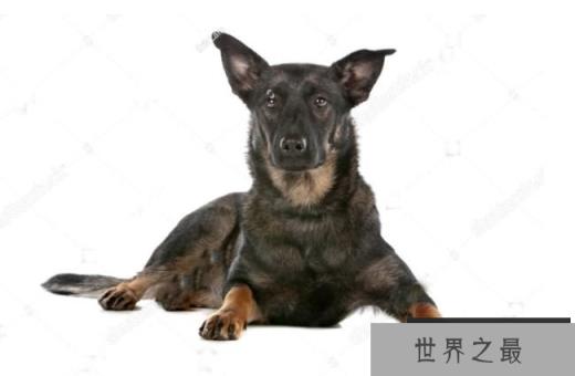 荷兰牧羊犬