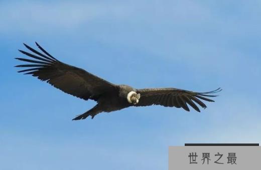 安第斯神鹫