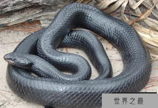 森林王蛇