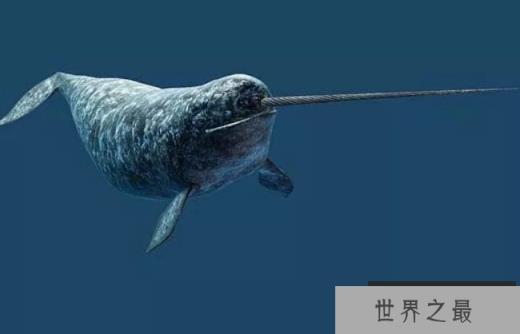 独角鲸