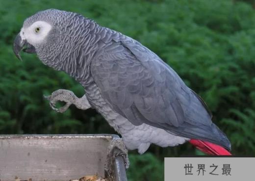 非洲灰鹦鹉
