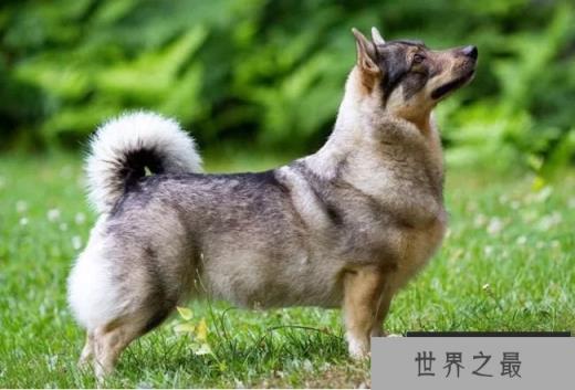 瑞典柯基犬