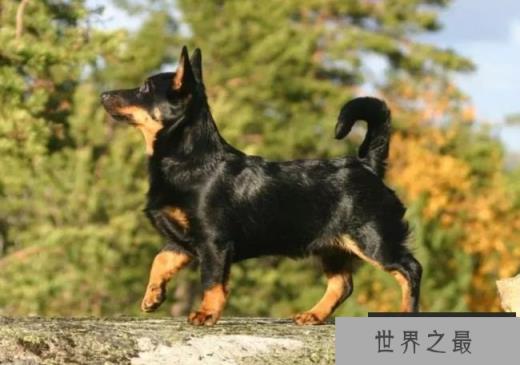 兰开夏赫勒犬