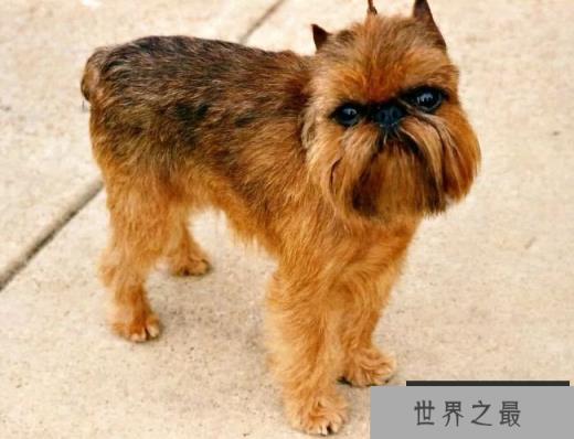 布鲁塞尔格里芬犬