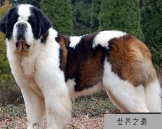 圣伯纳犬
