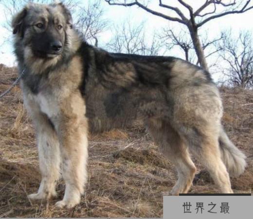 喀尔巴阡牧羊犬