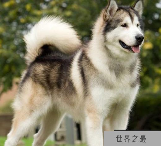 阿拉斯加雪橇犬