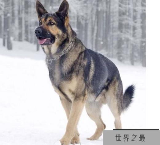 德国牧羊犬