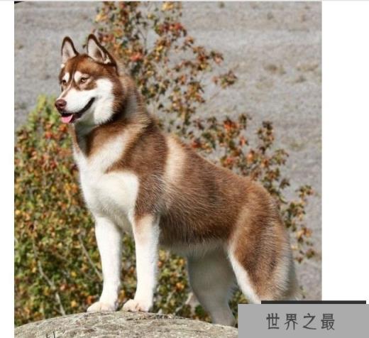 西伯利亚雪橇犬