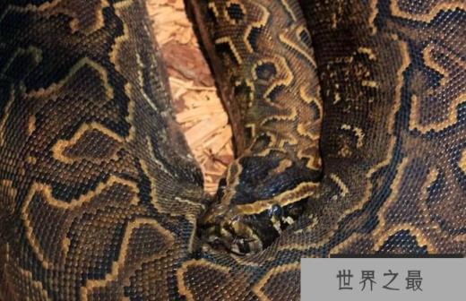 非洲岩蟒