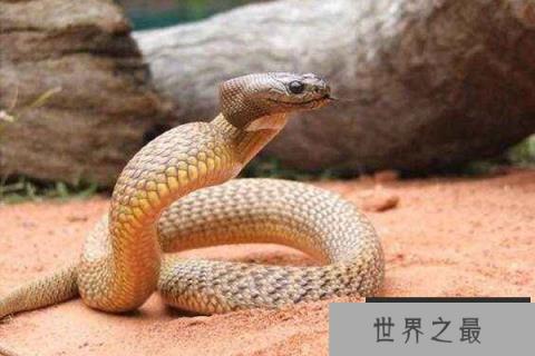 世界上最毒的蛇排名 细鳞太攀蛇
