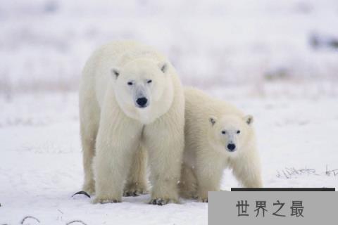 陆地动物10大单挑王：百兽之王老虎仅列第六位