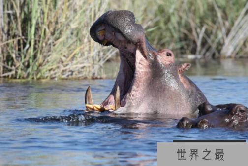陆地动物10大单挑王：百兽之王老虎仅列第六位