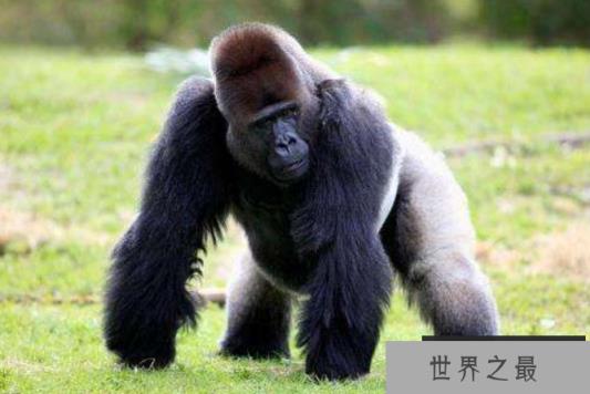 陆地动物10大单挑王：百兽之王老虎仅列第六位