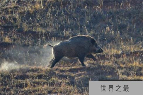 陆地动物10大单挑王：百兽之王老虎仅列第六位