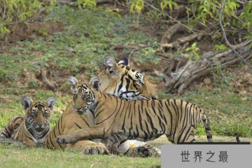陆地动物10大单挑王：百兽之王老虎仅列第六位