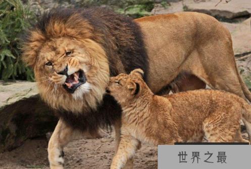 陆地动物10大单挑王：百兽之王老虎仅列第六位