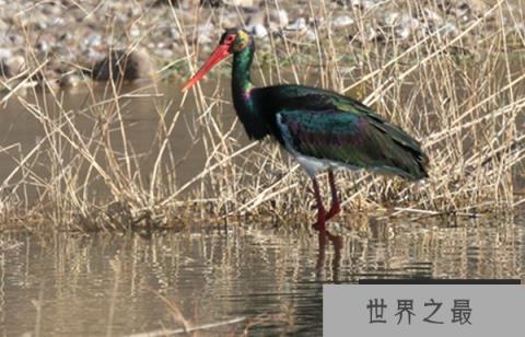 中国十大珍稀鸟类，第一体态优美仅存30只