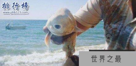 十大奇特动物:长得像蝙蝠的鱼和三眼虾(和恐龙一个时代)