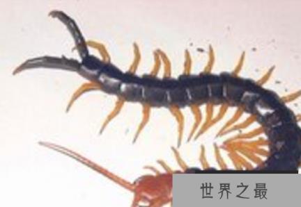 世界十大毒虫排行榜：第二种咬伤3万人造成经济损失近10亿