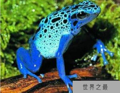 世界十大毒王动物：分分钟毒死你