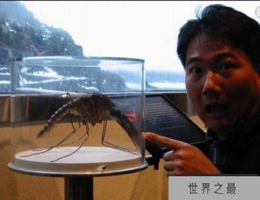 世界最大的蚊子吃人:这种蚊子咬死40几人,小孩都没放过