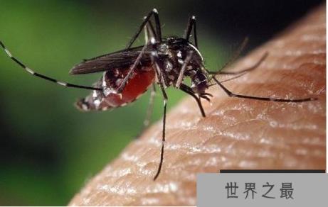 世界十大动物杀手：北极熊一巴掌可以拍到你脑浆崩裂，千万小心！