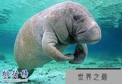 盘点怀孕时间最长的十种动物，姥鲨孕期长达三年！
