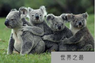全球最慢的动物排行榜，树懒才第四，第一慢到想打人