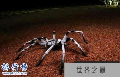 十大常见的室内蜘蛛，幽灵蛛微毒，遇到要避开！