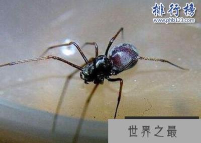 十大常见的室内蜘蛛，幽灵蛛微毒，遇到要避开！