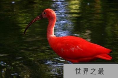世界上十种最特别的鸟类，最后一个活体表情包