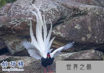 世界上十种最特别的鸟类，最后一个活体表情包