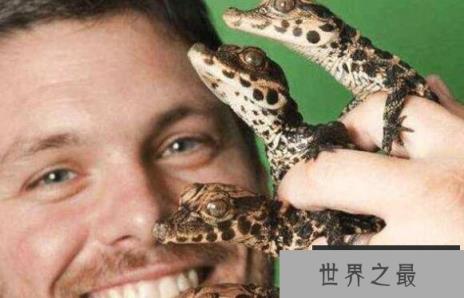 世界上体型最小的鳄鱼:非洲侏儒鳄 世界上体型最小的鳄鱼:非洲侏儒鳄